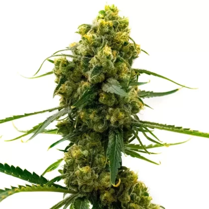 Bruce Banner 2.0 Feminized Seeds - Amount#6>12>24
