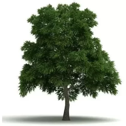 Sassafras E-Liquid