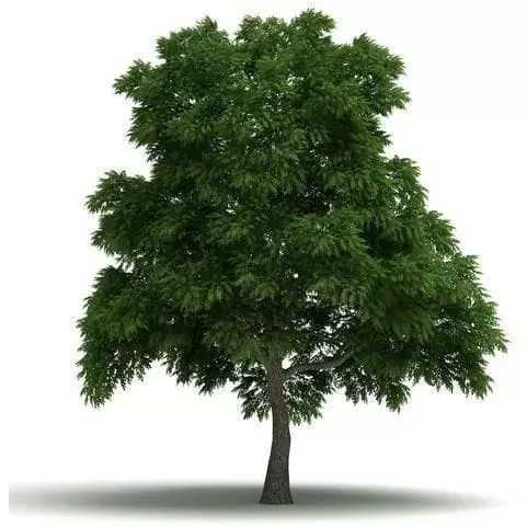 Sassafras E-Liquid