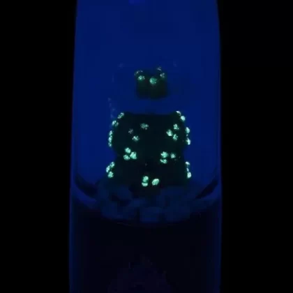 UV Reactive “Peyote” Dry Pipe