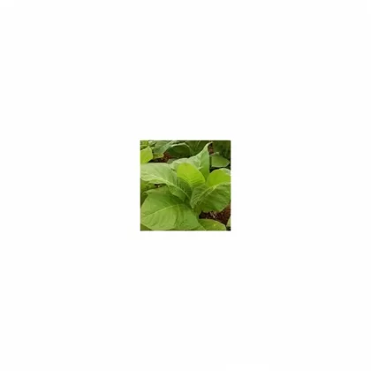 Tob. Flavor TFA – Rose Floral Tobacco Base - Bangvapeaustralia