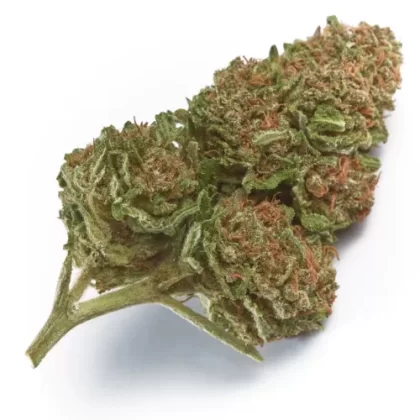 Wabanaki Cannabis Strain