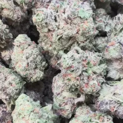 Snozz Berries Indoor Mediums – Bulk Mediums – Hybrid