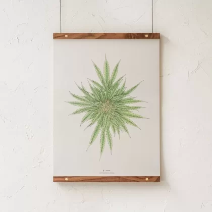 GoldLeaf White Dawg Botanical Illustration Print