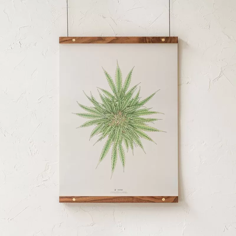 GoldLeaf White Dawg Botanical Illustration Print
